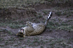 Leopard_5TB0657