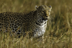 Leopard_5TB8828