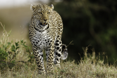 Leopard_5TB9495
