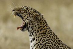 Leopard_5TB9589-2