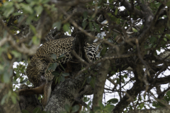 Leopard_5TB9716