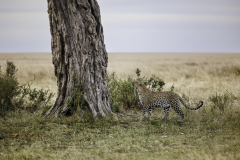 Leopard_6TB2299