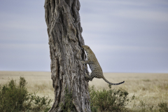 Leopard_6TB2301