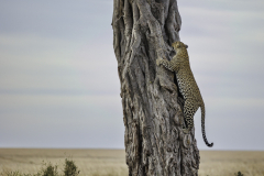 Leopard_6TB2318