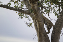 Leopard_6TB2330