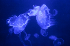 Maui_Aquarium