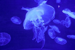 Maui_Aquarium