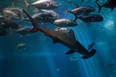 Maui_Aquarium