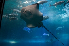 Maui_Aquarium