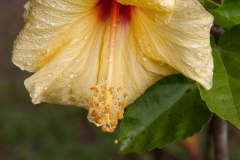 Maui_GardenofEden