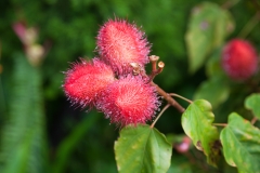 Maui_GardenofEden