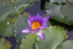 Maui_GardenofEden