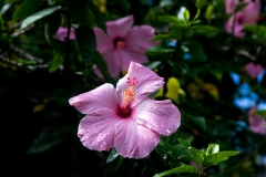Maui_GardenofEden