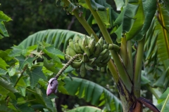 Maui_IaoValley
