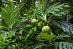 Maui_IaoValley