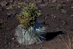 _Maui_Puu_Silversword