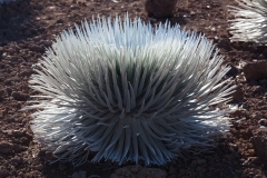 Maui_Puu_Silversword