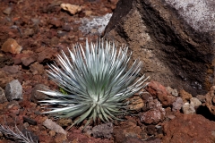 Maui_Puu_ulaula