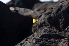Maui_Puu_ulaula
