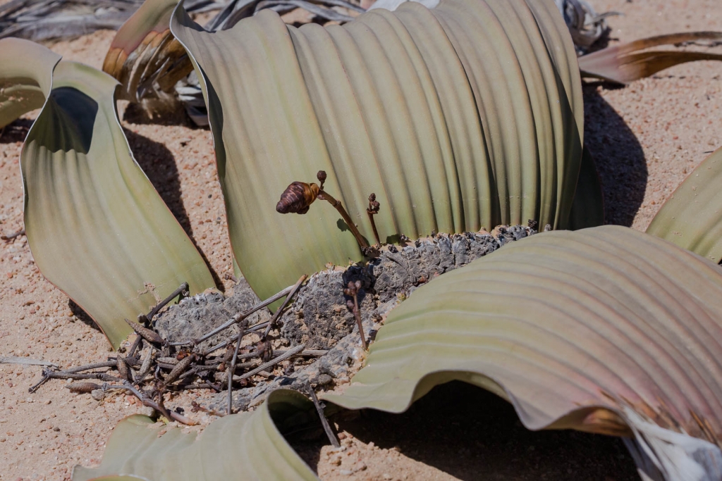 Namibia_Welwitschia