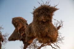 Namibia_Kalahari