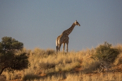 Namibia_Kalahari