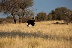 Namibia_Kalahari