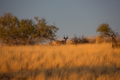 Namibia_Kalahari