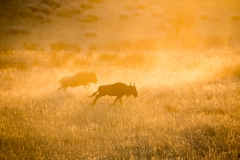 Namibia_Kalahari