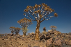 Namibia_Köcherbaumwald