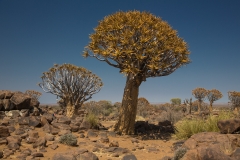 Namibia_Köcherbaumwald