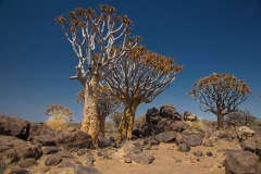 Namibia_Köcherbaumwald