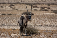 Namibia_Oryx