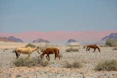 Namibia_Wüstenpferde