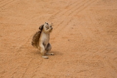 Namibia_Erdhörnchen
