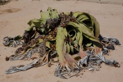 Namibia_Welwitschia