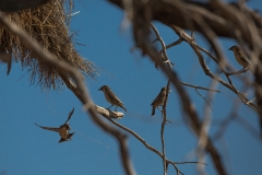 Namibia_Kalahari