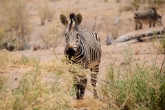 Namibia_Etosha