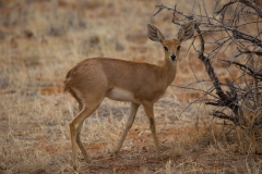 Namibia_Etosha