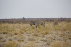 Namibia_Etosha