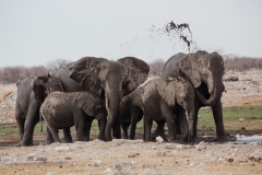 Namibia_Etosha