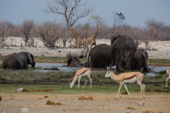 Namibia_Etosha