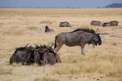 Namibia_Etosha