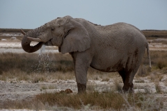 Namibia_Etosha