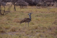 Namibia_Etosha