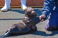 neuseeland, Seal
