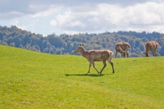 neuseeland, Hirsche
