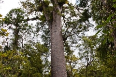 neuseeland, Kauri