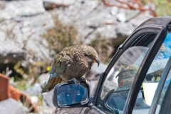 neuseeland, Kea
