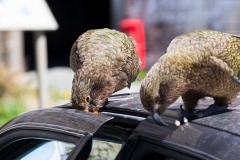 neuseeland, Kea